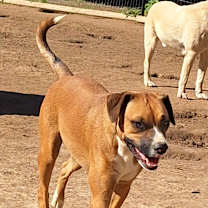Thumbnail photo of Rosie #2