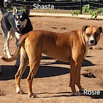 Thumbnail photo of Rosie #3