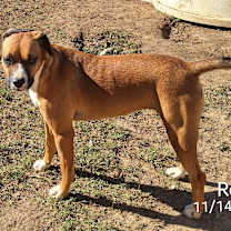 Thumbnail photo of Rosie #4