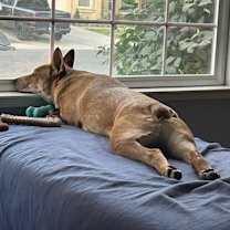 Thumbnail photo of Puppy #3