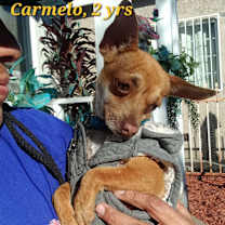 Thumbnail photo of Carmelo #1