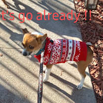 Thumbnail photo of Carmelo #2