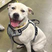 Thumbnail photo of Lindy #1