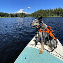 Thumbnail photo of Blue #1