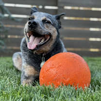 Thumbnail photo of Blue #2