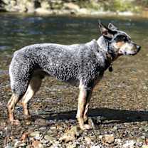 Thumbnail photo of Blue #3