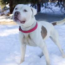 Thumbnail photo of Lucious #1