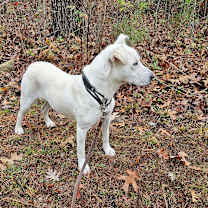 Thumbnail photo of Isla (eye-la) #4