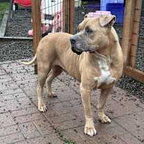 Thumbnail photo of Bandido #1