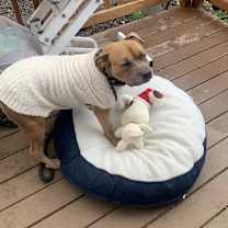 Thumbnail photo of Bandido #2