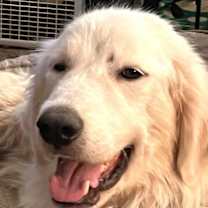 Thumbnail photo of Rosemary #1