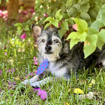 adopt-pet