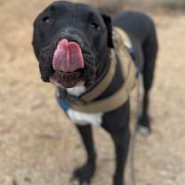 Thumbnail photo of Dozer #3