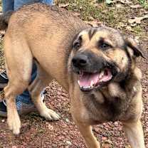 Thumbnail photo of Lobo #1