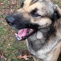 Thumbnail photo of Lobo #2