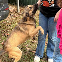 Thumbnail photo of Lobo #4