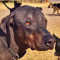 Thumbnail photo of Sancho #1