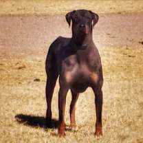 Thumbnail photo of Sancho #2