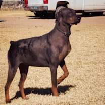 Thumbnail photo of Sancho #3