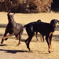 Thumbnail photo of Sancho #4