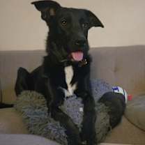 Thumbnail photo of Oliver #4