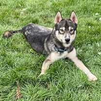 Thumbnail photo of Bowie #1