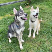 Thumbnail photo of Bowie #3