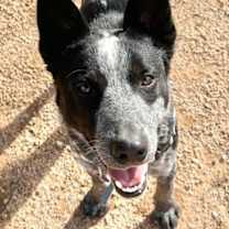 Thumbnail photo of Bandit #1