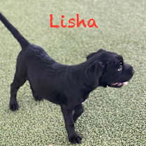 Thumbnail photo of Lisha #4