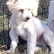 Thumbnail photo of Amir #1