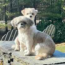 Thumbnail photo of Lulu and Gizmo #4