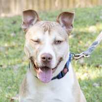 Thumbnail photo of Nox #2