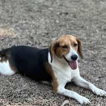 Thumbnail photo of Biscuit #4