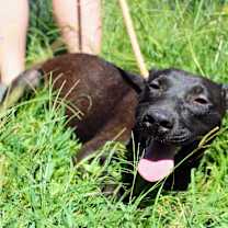 Thumbnail photo of Brownie #2