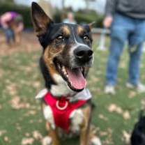 Thumbnail photo of Kit #1