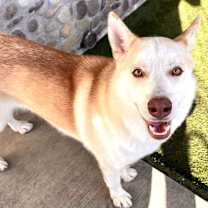 Thumbnail photo of Cedar #1