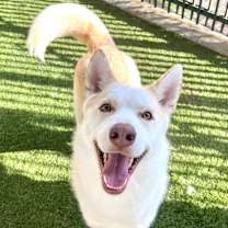 Thumbnail photo of Cedar #2