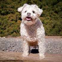 Lovely Lil Lucinda ~ Precious Poodle !