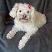 Thumbnail photo of Lovely Lil Lucinda ~ Precious Poodle ! #3