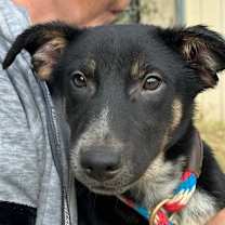 Thumbnail photo of Koda #2