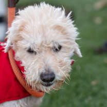 Thumbnail photo of Dalton #1