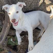 Thumbnail photo of Misty #2