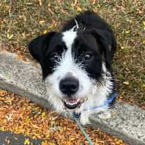 Thumbnail photo of Basil #1