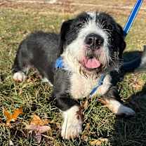 Thumbnail photo of Basil #2