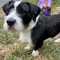 Thumbnail photo of Basil #3