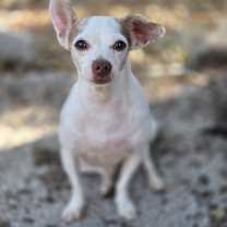 Thumbnail photo of Beau #1