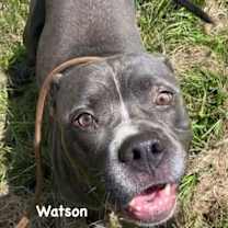 Thumbnail photo of Watson #1