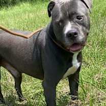 Thumbnail photo of Watson #2