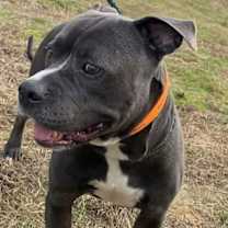 Thumbnail photo of Watson #3