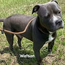 Thumbnail photo of Watson #4
